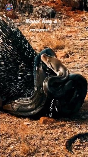 Wild Showdown: Python Encounters Porcupine Quills