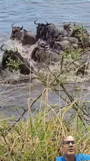 Young Wildebeest hunt by gaint crocodile. #world tour #animals #wildlife #crocodile #wildebeests.