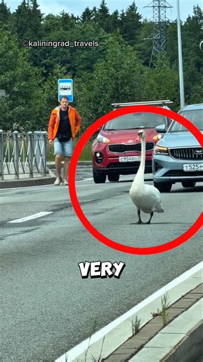 How this kind man helped a swan cross a busy road ❤️ #swan