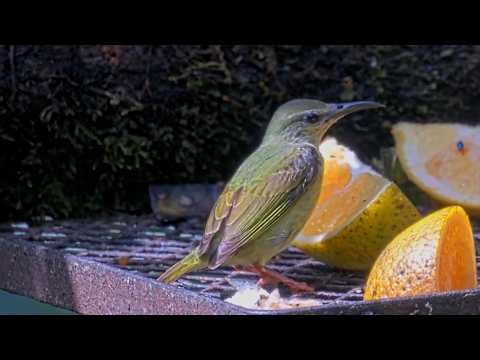 Colorful Close-ups Of Tropical Birds On The Panama Fruit Feeder Cam | June 24, 2026