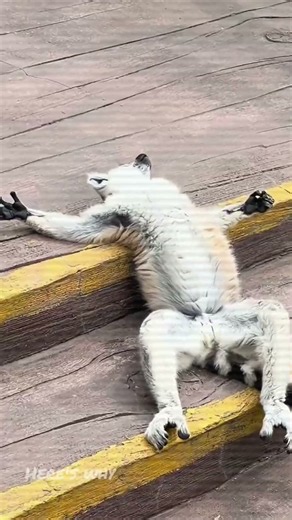 Here’s What Makes Lemurs So Different!