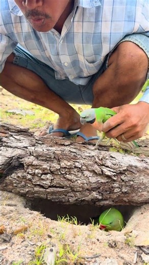 A man opened the tree bark and saw many parrots.🦜🦜🦜🦜