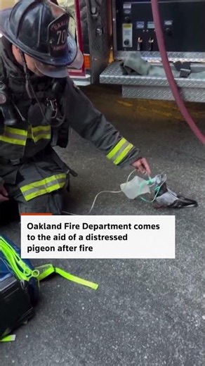 Firefighter administers oxygen to pigeon after fire