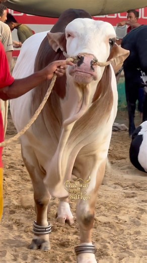 heavy nukhra || maweshi mandi #cow #cattlefarm