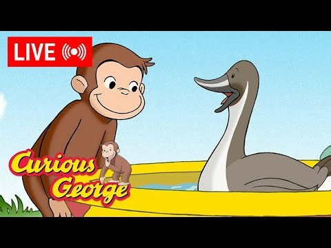 🔴 LIVE Curious George Episodes 🐵 George Loves Ducks! 🦆💛 + MORE Episode Clips!