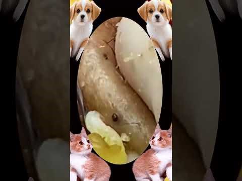 Blackheads Removal #300 | Acne Treatment and Very Satisfying Satisfying Pimple pop #blackheads