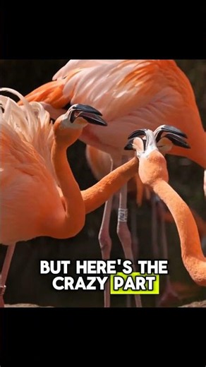 Interesting facts about flamingos!? 🦩. #viral #flamingo #interesting #fyp #wildlife#facts#ytshorts#