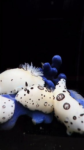 Sea bunnies are actually a species of sea slug called Jorunna parva. They became an internet sensation because they look exactly like tiny, fluffy white rabbits.