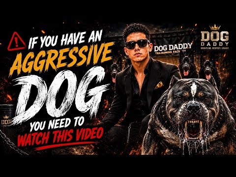 If You Have An Aggressive Dog, You Need To Watch This Video!