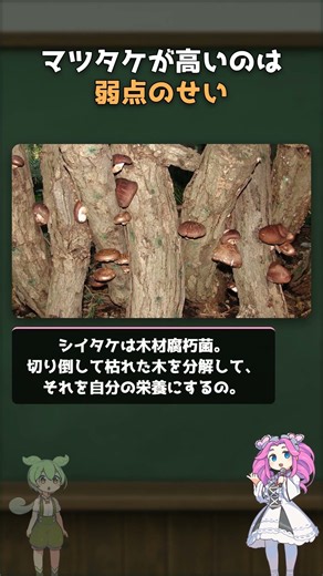 マツタケが高いのはシイタケと違って作れないから #shorts