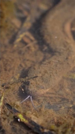 This Snake Eats Crocodiles 🤯⁉️