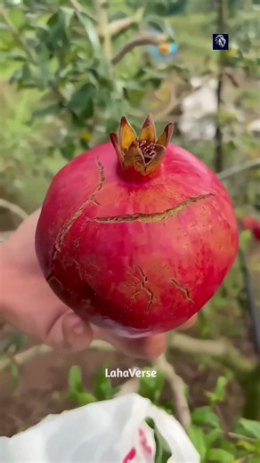 Don't Throw Away a Cracked Watermelon! 🍉😱