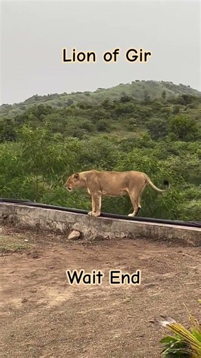 How does a lion roar in the monsoon | #lion #gir #wildlife #asiaticlion #yt #sasan #shorts #shorts