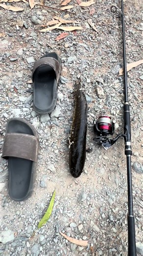 Dép size 43 - Mystery 2m9 - Sienna 4000 - muối tiêu 2.0 - leader 10 😂😂#lure