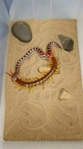 You Won’t Believe This Fight Snake vs Giant Centipede