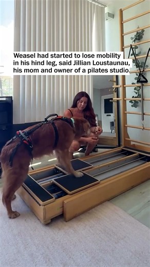 15-year-old golden with mobility issues tries Pilates