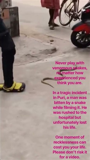 Never play with venomous snakes, no matter how experienced you think you are