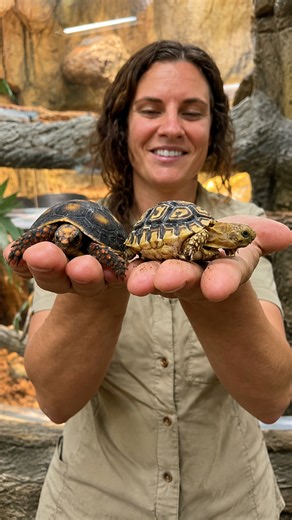 Discover the unique markings on two baby tortoises from different species