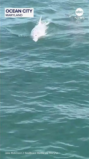 Rare white dolphin surfaces among pod off Maryland coast