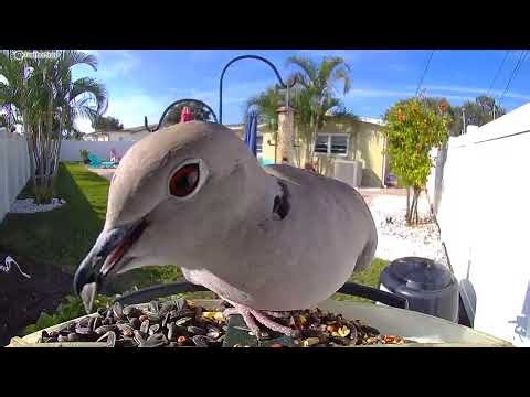 Eurasian Collared-Dove.