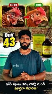 Day 43 | Kodi Punju Kanti Vaapu Medicine 😱 Naatu Kodi Eye Swelling Treatment | Chicken Eye Infection
