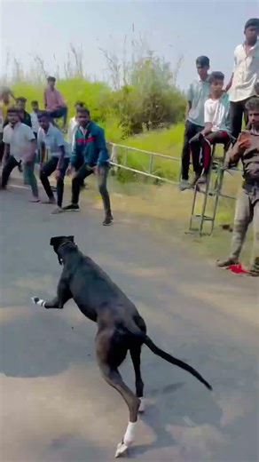 GREHOUND DOG RACE STATUS॥ श्वान शर्यत || महाराष्ट्र राज्य श्वान शर्यत ॥ #बेली👑