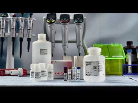 Efficient RNA Visualization in Tissue Using ViewRNA