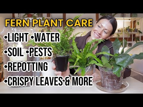 How To Grow HAPPY FERNS! Watering, Lighting, Repotting, Soil & More - Fern Houseplant Care 101