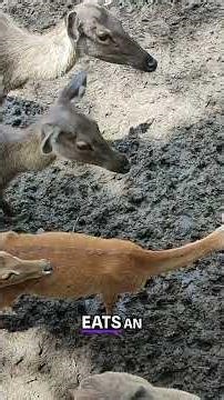 Reticulated Python: World's Longest & Most Powerful Snake #shorts