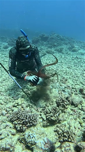 How We Catch Octopus in Hawaii #fishing #spearfishing
