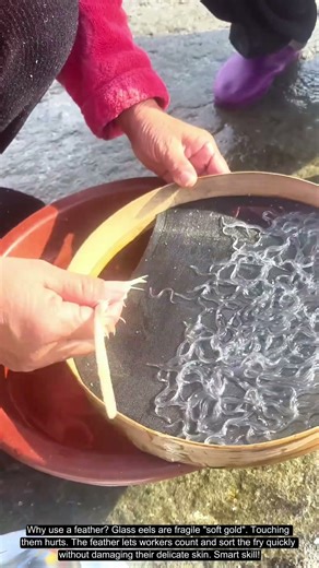 Glass Eel Counting: How to Count Slippery Glass Eels