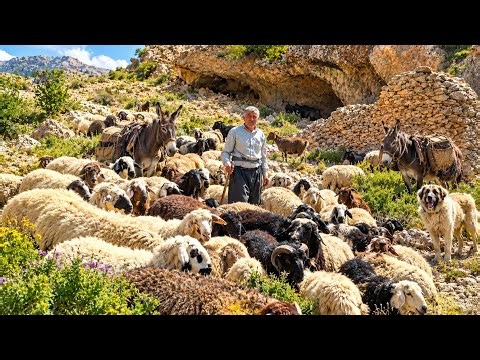 ⛰️ Cave Life in Zagros | Elderly Shepherd 🐑 Herding Sheep in the Wild Mountains of Iran ❤️🌿