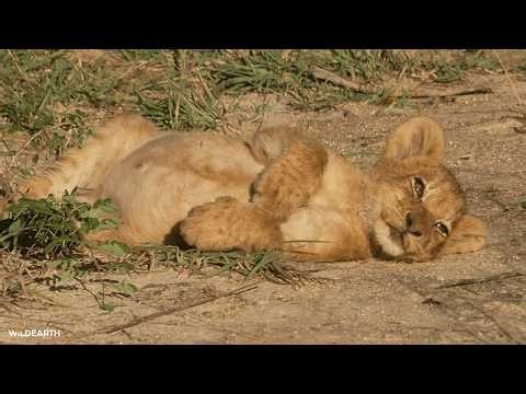 A lion's life - SafariLIVE Sunrise - 20 May 2026