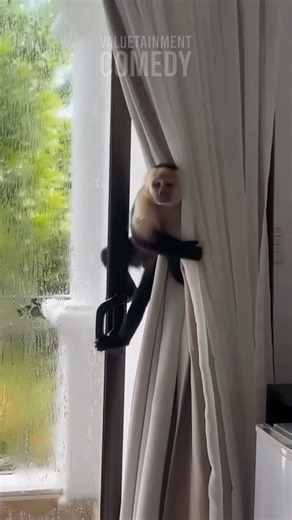 This Monkey Wanted One Thing🐒😂