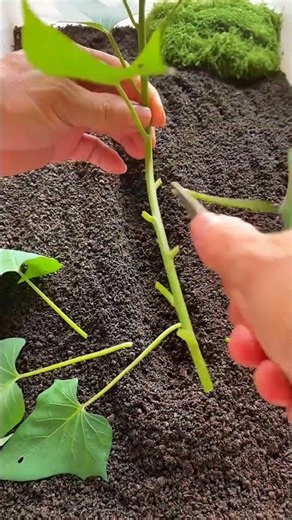 Professional Vegetable Farming | Fresh Green Plant Cutting & Propagation 🌱 #farmer #organic