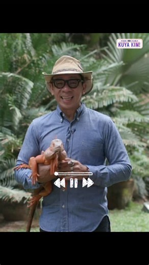 Ang palong o comb is a prominent, fleshy crest on top of the head, usually red that helps in : Thermoregulation: Helps chickens cool down by radiating heat. Mating: A large, bright comb signals health and fitness to hens, indicating good genes for offspring. Health Indicator: A vibrant, firm comb shows good health; a dull or pale comb can signal illness. #damimongalamkuyakim Saturdays 10:45 am on @gmanetwork | Kuya Kim Atienza