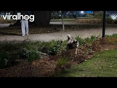 Siberian Husky Folds Over Safety Fencing || ViralHog