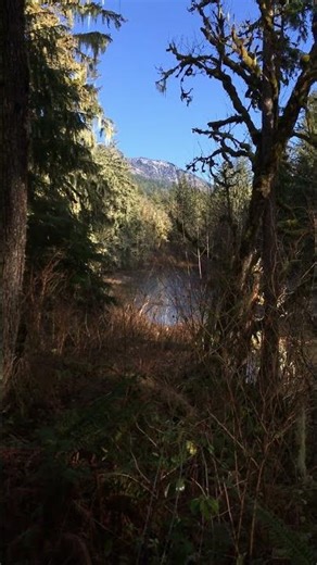 Peaceful Lake | Mossy Trees | Oxbow Loop Trail | North Bend, WA #nature #lake #mountains