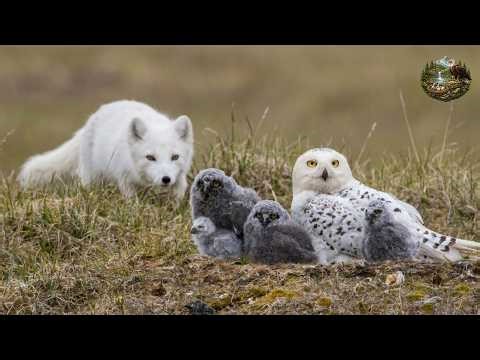 Snowy Owl: 90 Days From Egg to Survivor — Born on an Open Arctic Nest | Wildlife Documentary