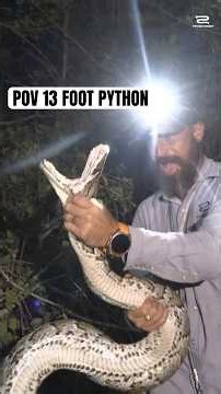 POV: Catching a 13-Foot Python in Thick Brush