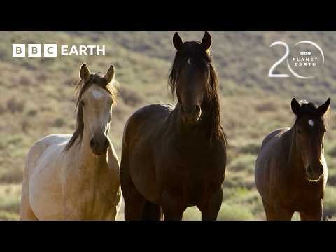 Stallions Battle for Dominance | 20 Years of Planet Earth | BBC Earth