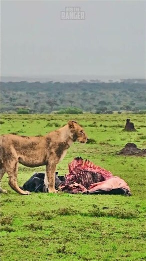 🦁 Eating In The Rain 🦁 #Wildlife #Safari