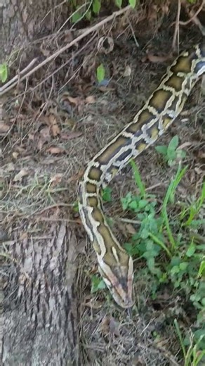 Burmese python nibbles exploring the great outdoors.