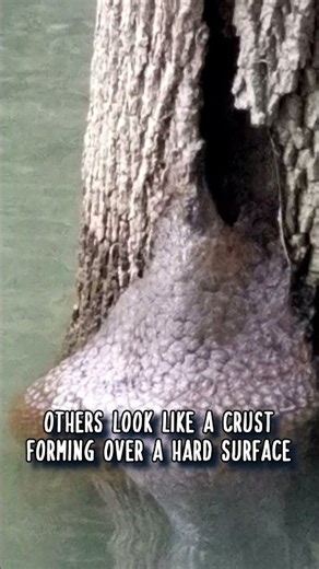 A Crusty Glob 🪸 #animalshorts #animalfacts #animals