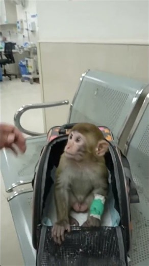 🐒 My Pet Monkey Goes Home From The Hospital #trending #emotional