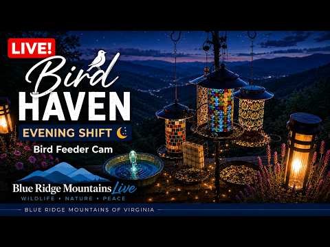 LIVE Bird Feeder Cam 🐦 Blue Ridge Mountains Bird Haven • Birds & Wildlife
