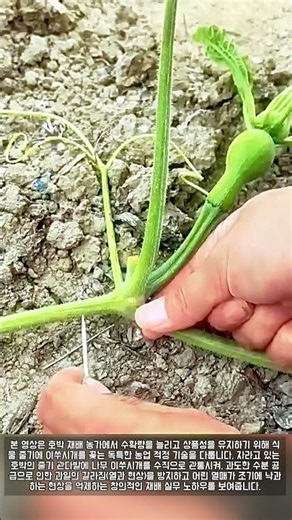 호박 다수확 재배 방법 및 열과 방지 낙과 억제 이쑤시개 관통 작업 과정