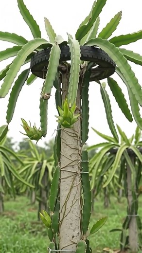 🌵 How to Grow and Harvest Dragon Fruit