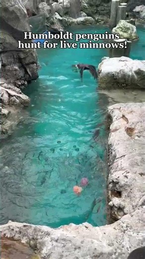 These penguins are swimming, splashing, and snacking!