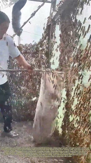 Scooping Swarms: How Farmers Harvest Raised Locusts Inside Mesh Greenhouses